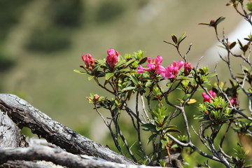 Alpenrose am Tegelberg