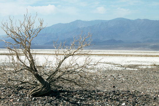 Death Valley, Salz Düne
