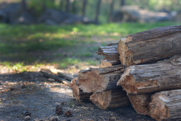 Chopping wood in the forest