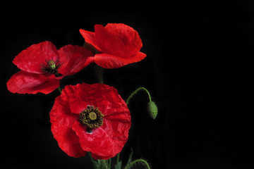 Obraz premium Kwiaty maku na czarnym tle