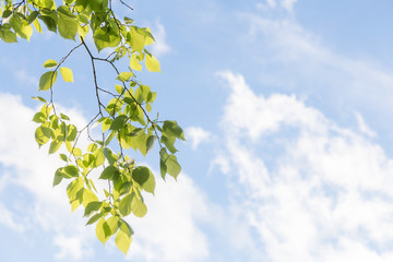 Green branch on the left against a blue sky and white clouds