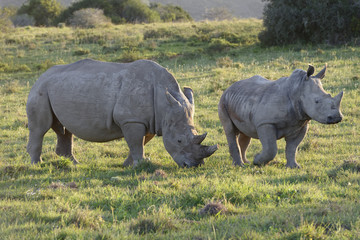 Obraz premium White Rhinoceros, South Africa
