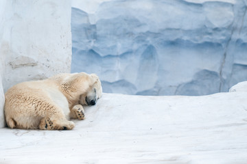 Sleeping Polar Bear