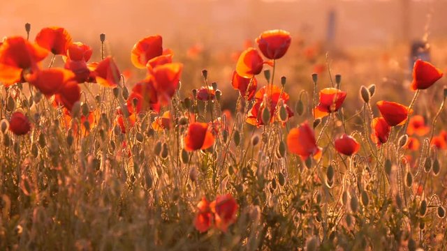 Marvelous view on a red poppy field covered with hundreds of beautiful flowers under the rays of a splendid sunrirse in Ukraine in summer.The slight wind waves the flowers in an amazing way