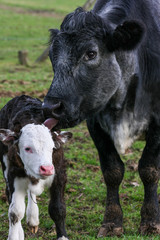 Fototapeta premium Vertical shot of cow and calf stood in a field on a British farm