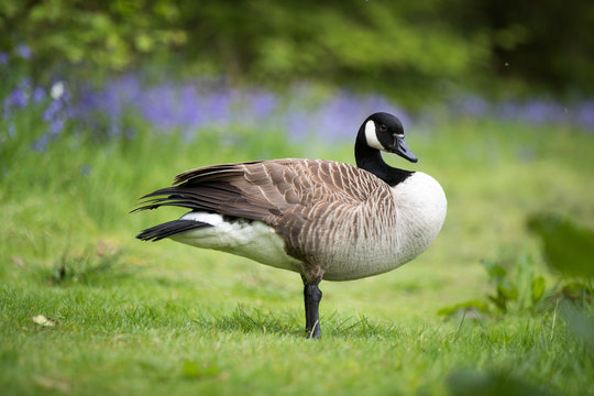 Canada Goose side view stood on bank with bluebells behind.