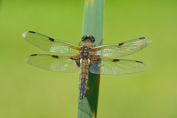 Vierflecklibelle Libellula quadrimaculata Makro Nature Hintergrund