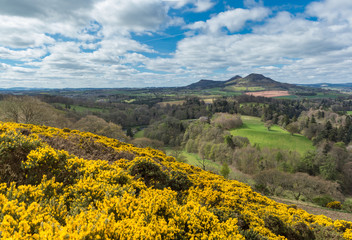  A popular view of the Eildon hills in Spring with yellow gorse flowers