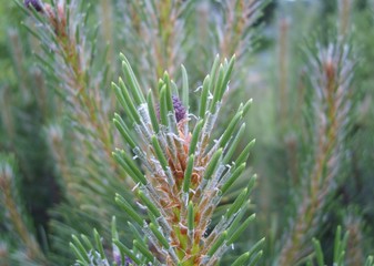 Macro of pine 