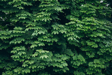 Background texture from green leaves of trees