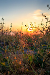 Flowers in the field at sunset