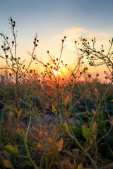 Obraz premium Flowers in the field at sunset