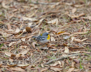 Northern Parula warbler in a natural landscape