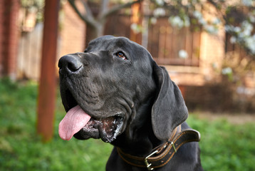 Portrait of a dog, black dog with his tongue hanging out