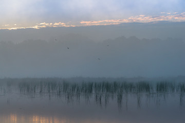 Obraz na płótnie Canvas Ptaki we mgle 