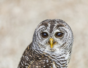 small owl - portrait
