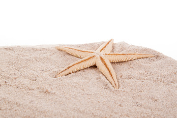 Sea starfish on beach in sand.