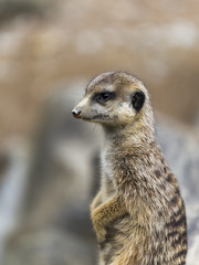 a meerkat is watching