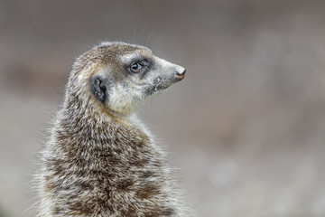 a meerkat looks arround
