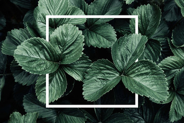Deep green leaves, creative layout with white frame, flat lay. Nature concept