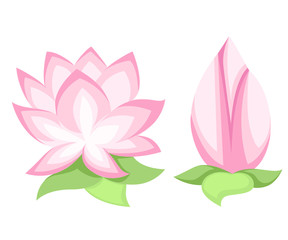 Vector illustration Beautiful pink lotus flower, isolated on white background. Stylish floral spring wallpaper. Greeting or invitation card.