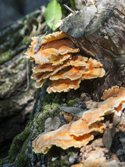 fungi grows on a fallen tree