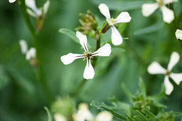 Arugula flower. Eruca lativa plant. Rucola blossom. Farmland arugula. Rocket salad. Food spice and herbs. Spring garden in countryside