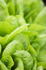 Fresh lettuce leaves, close up. Healthy organic food.