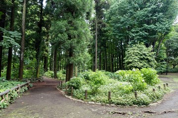 Obraz premium 紫陽花