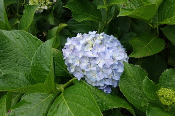 ６月の植物公園
