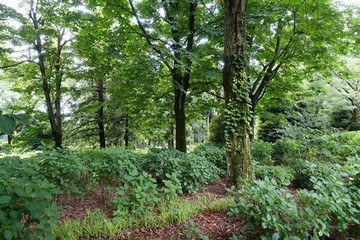 ６月の植物公園