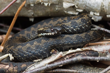 Adder (Vipera berus)/Common European Adder basking in Silver Birch logs