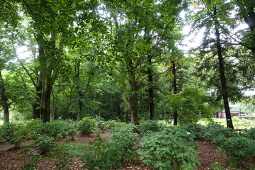 Obraz premium ６月の植物公園