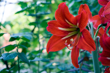 beautiful red flower with leaves in the background
