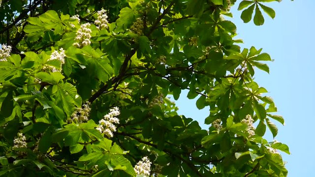 Blossoming chestnut tree in spring. Video is shot with a static camera.