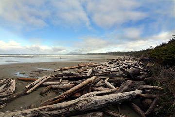 Fototapeta na wymiar Driftwood on Tofino beach 
