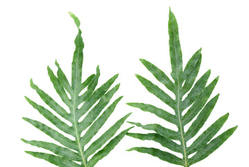 Green tropical leaves on white background