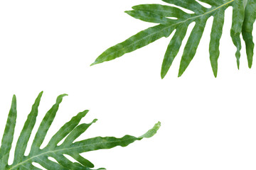 Green tropical leaves on white background