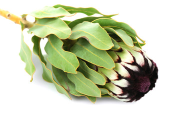 Beautiful tropical flower on white background, closeup