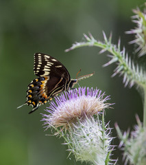 Palamedes Swallowtail Butterfly on pink thistle flower head in a natural landscape background
