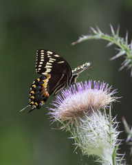 Palamedes Swallowtail Butterfly on pink thistle flower head in a natural landscape background