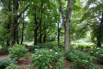 Fototapeta premium ６月の植物公園