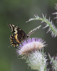 Palamedes Swallowtail Butterfly on pink thistle flower head in a natural landscape background