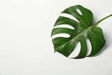 Naklejka na ściany i meble Green tropical leaf on white background