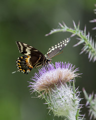 Palamedes Swallowtail Butterfly on pink thistle flower head in a natural landscape background