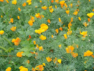 beautiful, flower, floral, background, blossom, spring, bouquet, nature, decoration, garden, rose, red, plant,  romantic, color, bunch, decorative, closeup, beauty, bloom, celebration, growth, wallpap