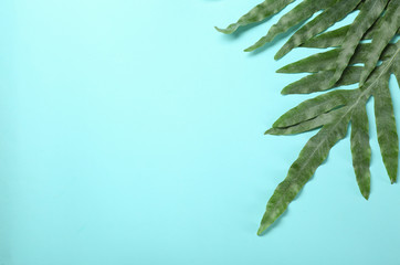 Green tropical leaves on color background