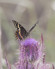 Palamedes Swallowtail Butterfly on pink thistle flower head in a natural landscape background