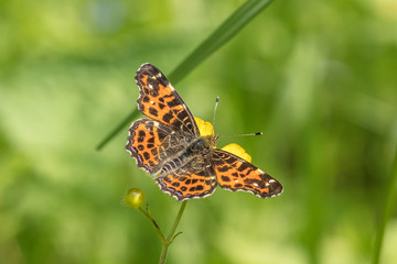 schmetterling