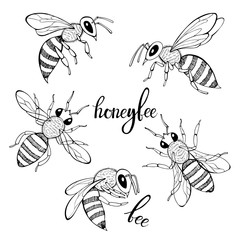 Bee. Vector set. Isolated monochrome elements for design on a white background.